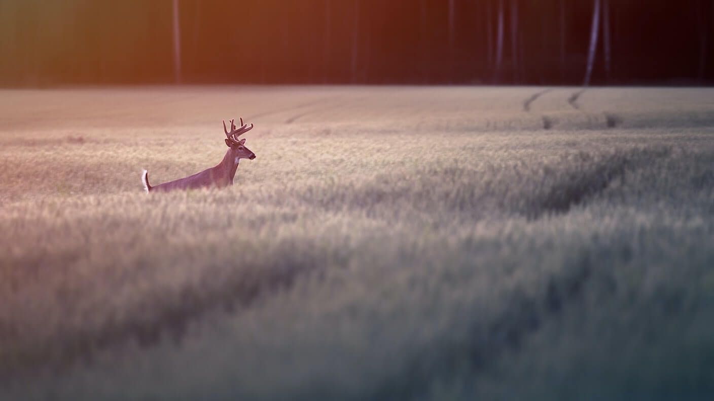 15 Great Hunting Quotes You Should Know About